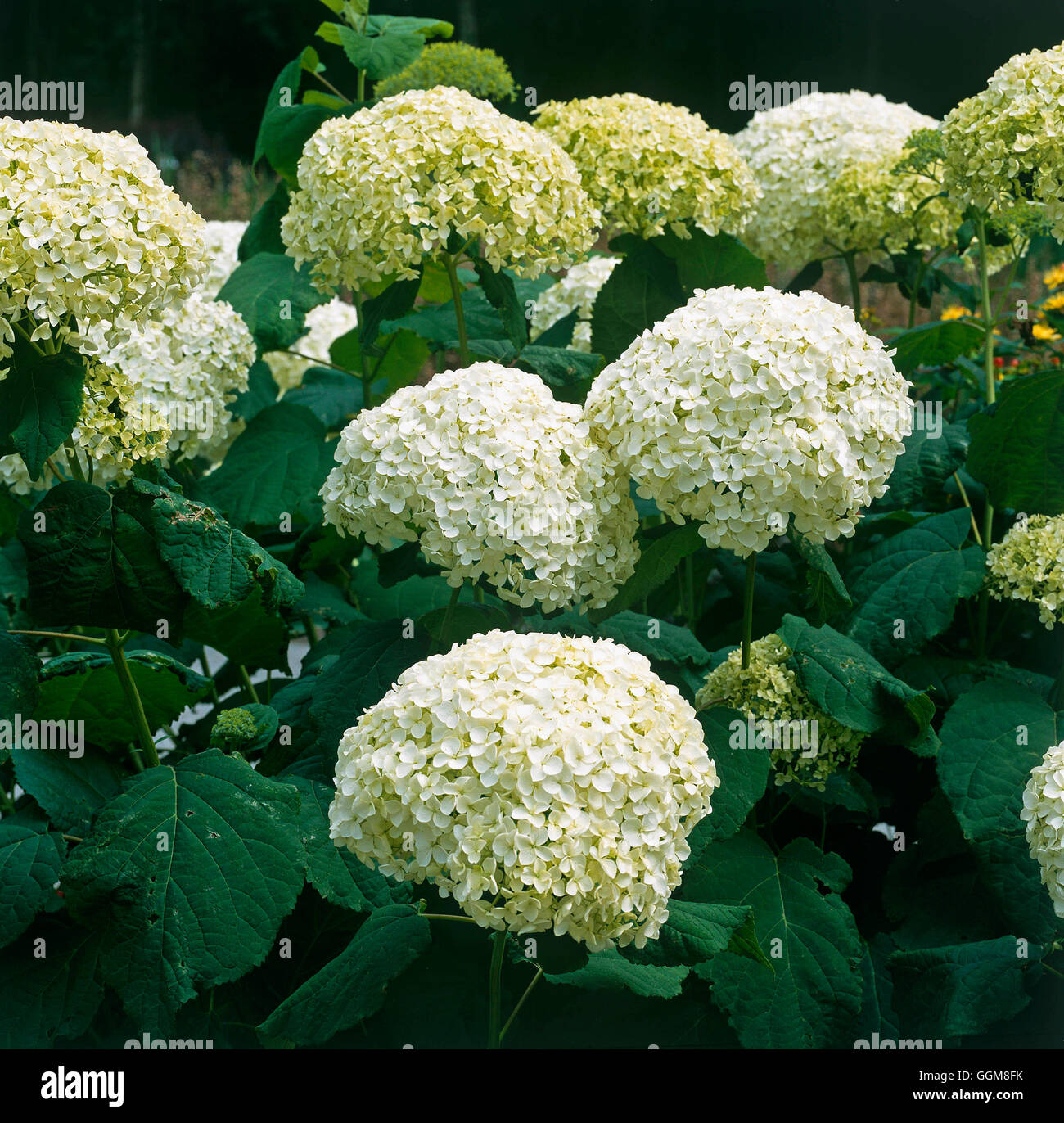 Hydrangea arborescens - `Annabelle' AGM   TRS103271 Stock Photo